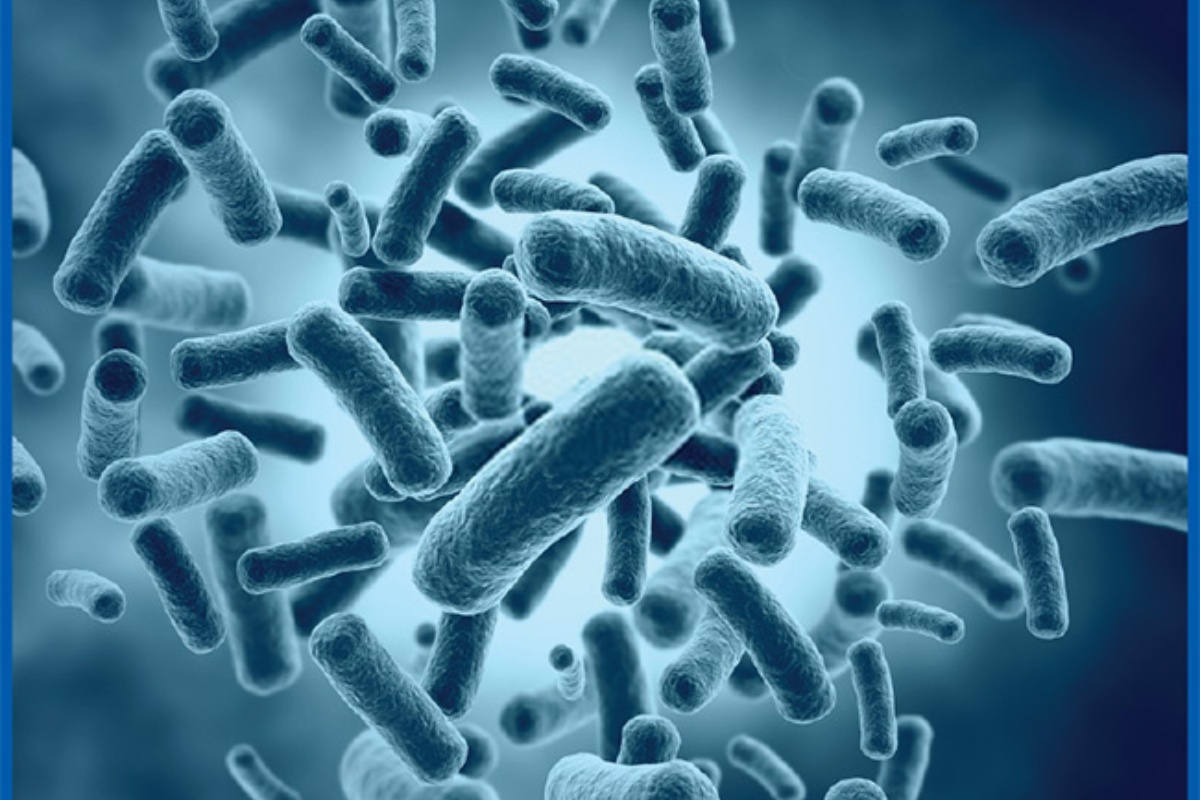 Lựa chọn chủng bacillus hiệu quả: Phân tích khả năng ức chế nấm và vibrio