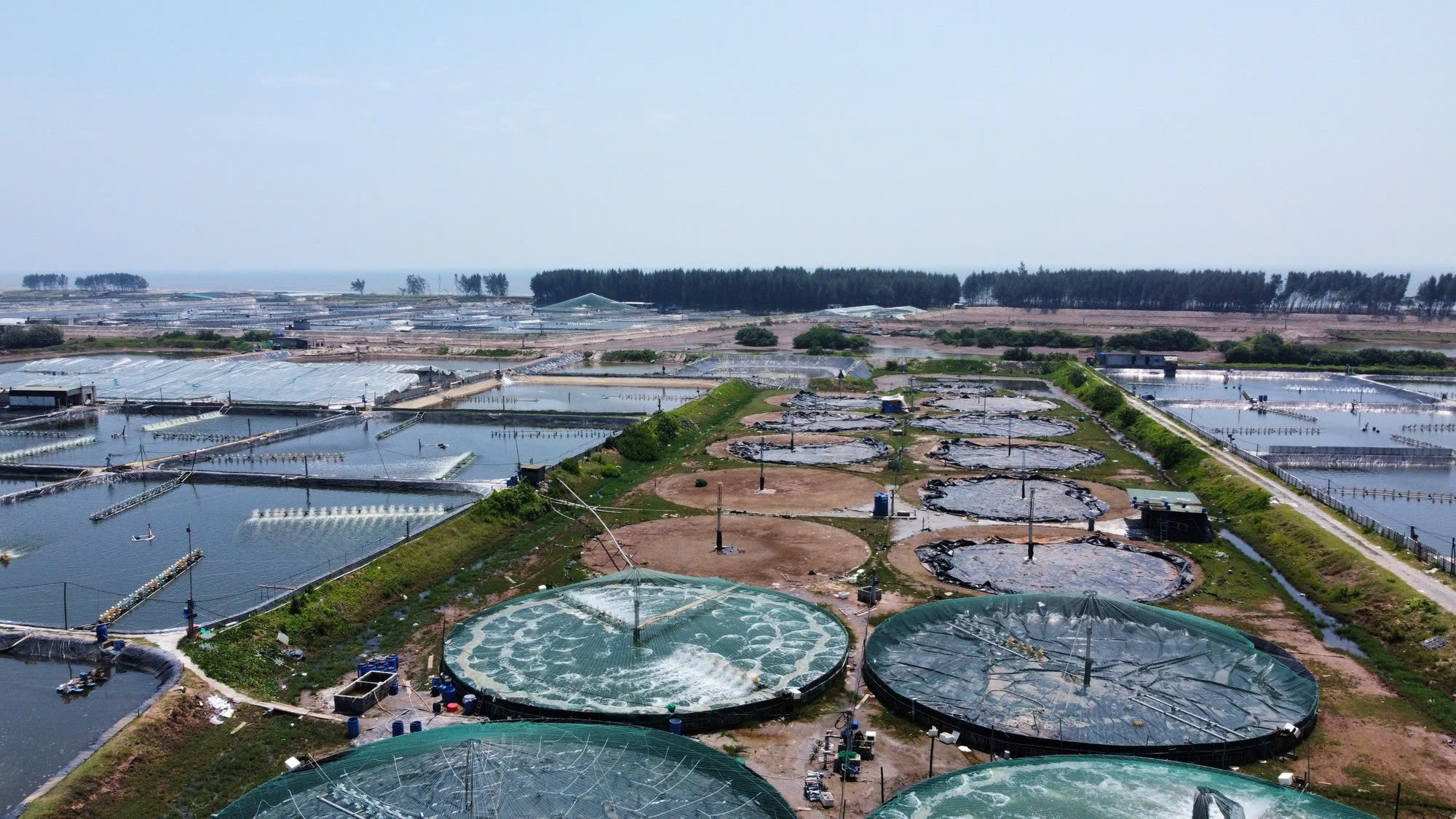 Giải pháp sinh học cho ngành thủy sản