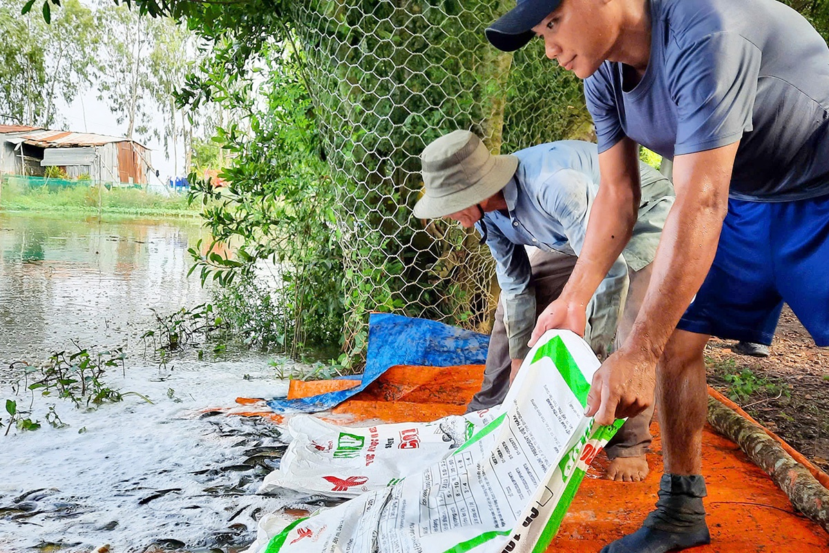 Phát triển mô hình nuôi cá đồng theo hướng thích ứng tự nhiên