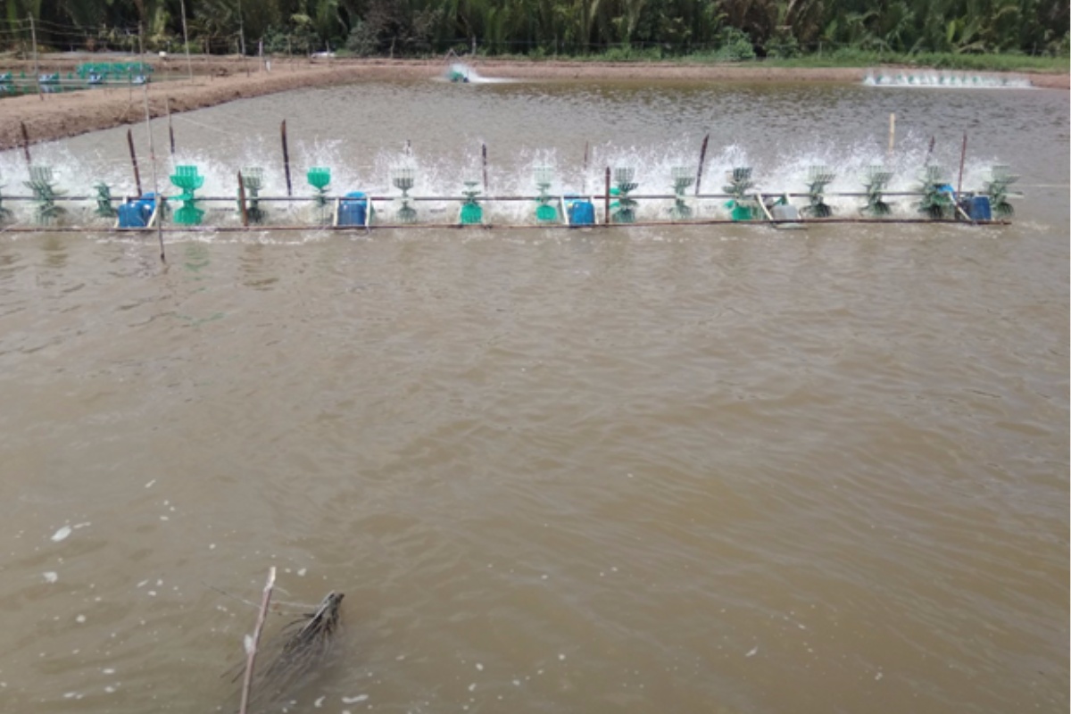 Ao nuôi ô nhiễm, tôm suy yếu: Giải pháp cải thiện chất lượng nước, giúp tôm khỏe mạnh và nâng cao hiệu quả vụ nuôi