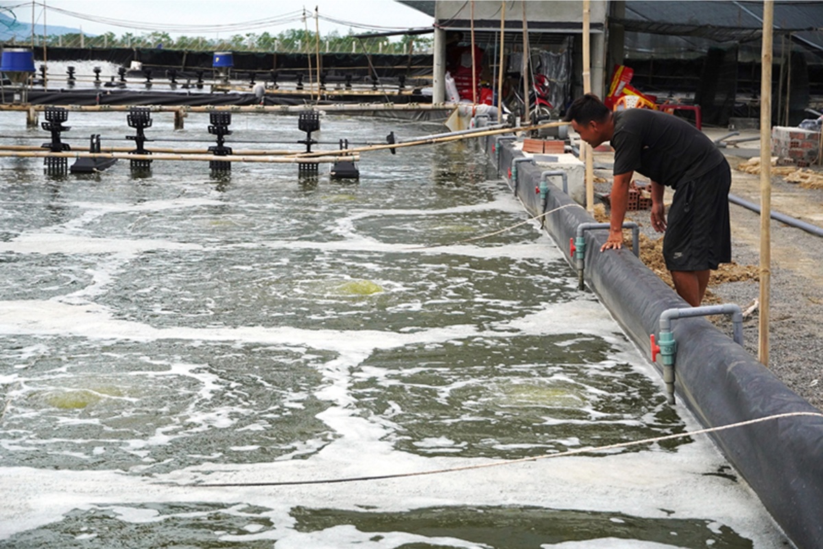 Hướng dẫn thực tế dành cho người mới vào nghề nuôi tôm