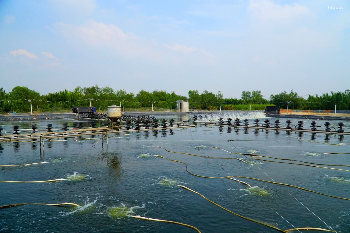 Chuyển đổi số ngành thủy sản: Động lực then chốt hướng tới tăng trưởng xanh và bền vững
