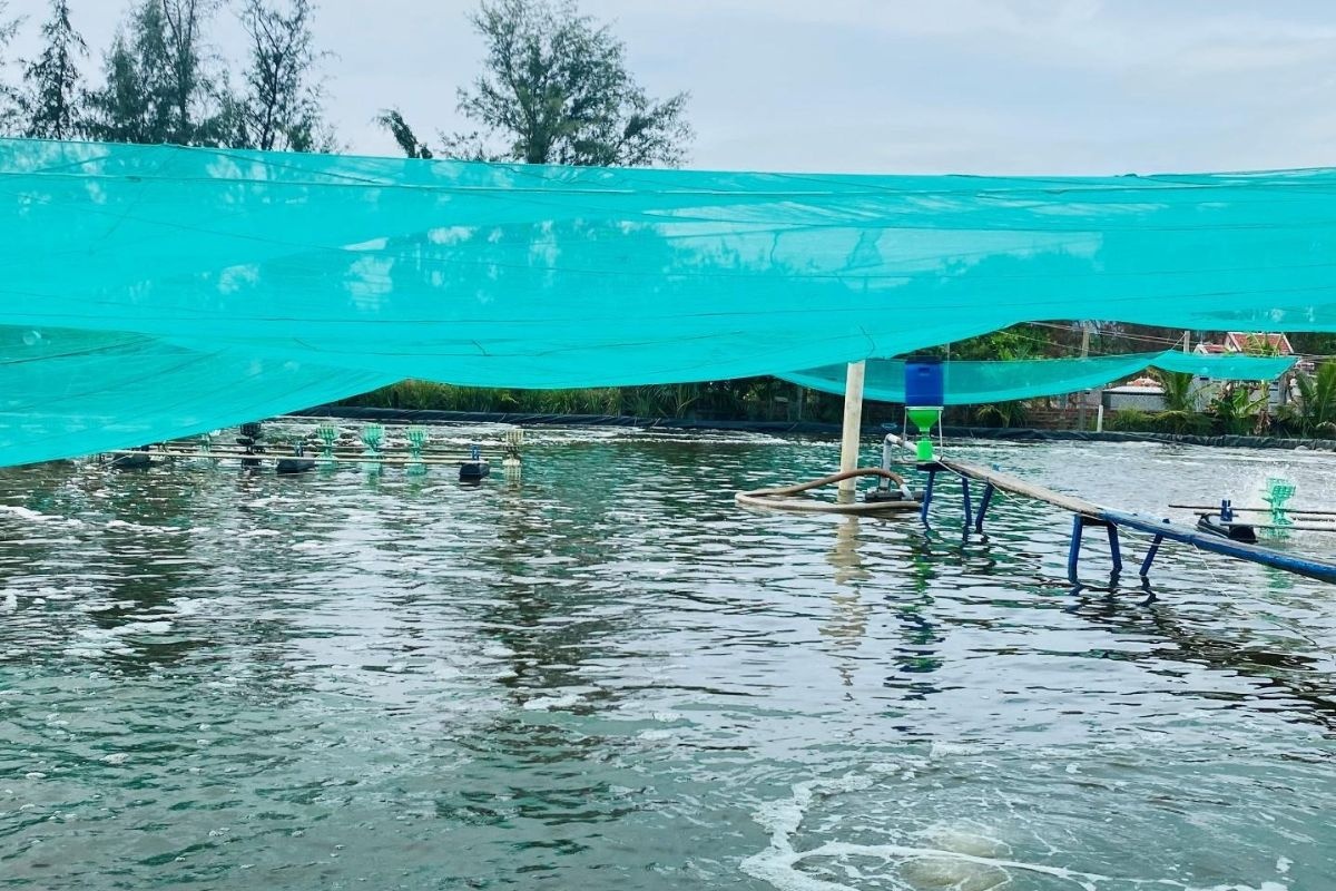 Biện pháp phòng và kiểm soát dịch bệnh thủy sản trong mùa mưa