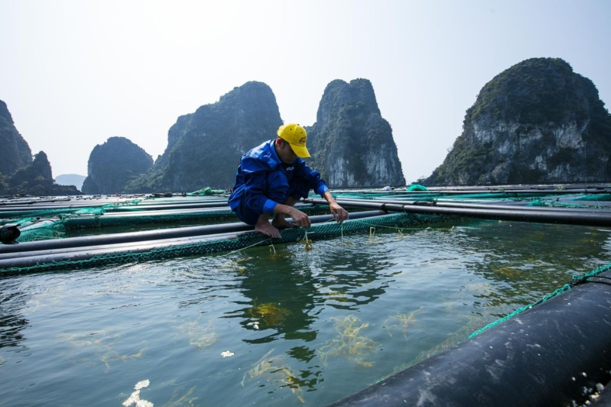 Quảng Ninh “số hóa” ngành thủy sản để vượt bão chinh phục thị trường