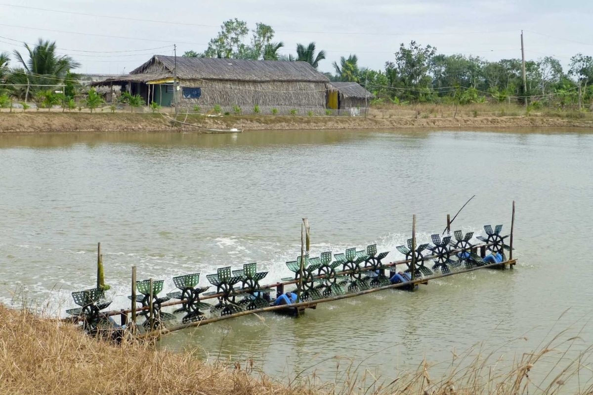 Nuôi tôm ao đất với mô hình 3 tốt