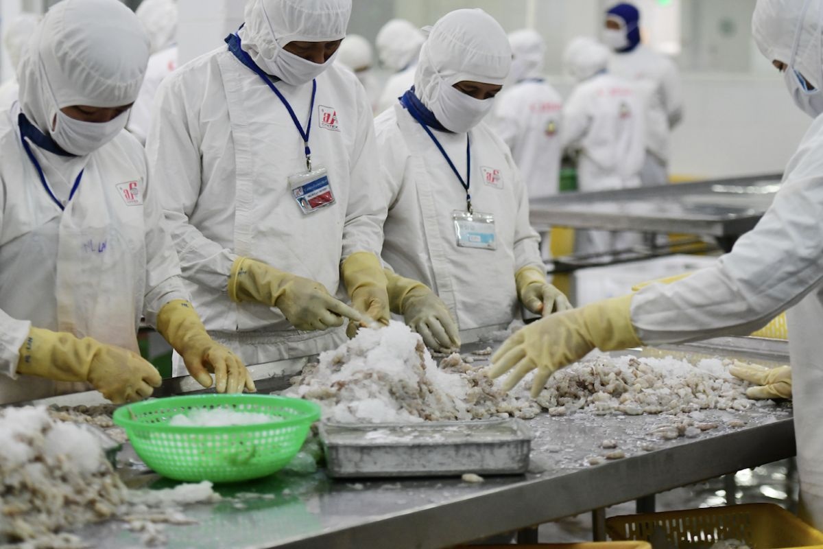 Kỹ thuật nuôi hải sâm cát thương phẩm trong ao nuôi