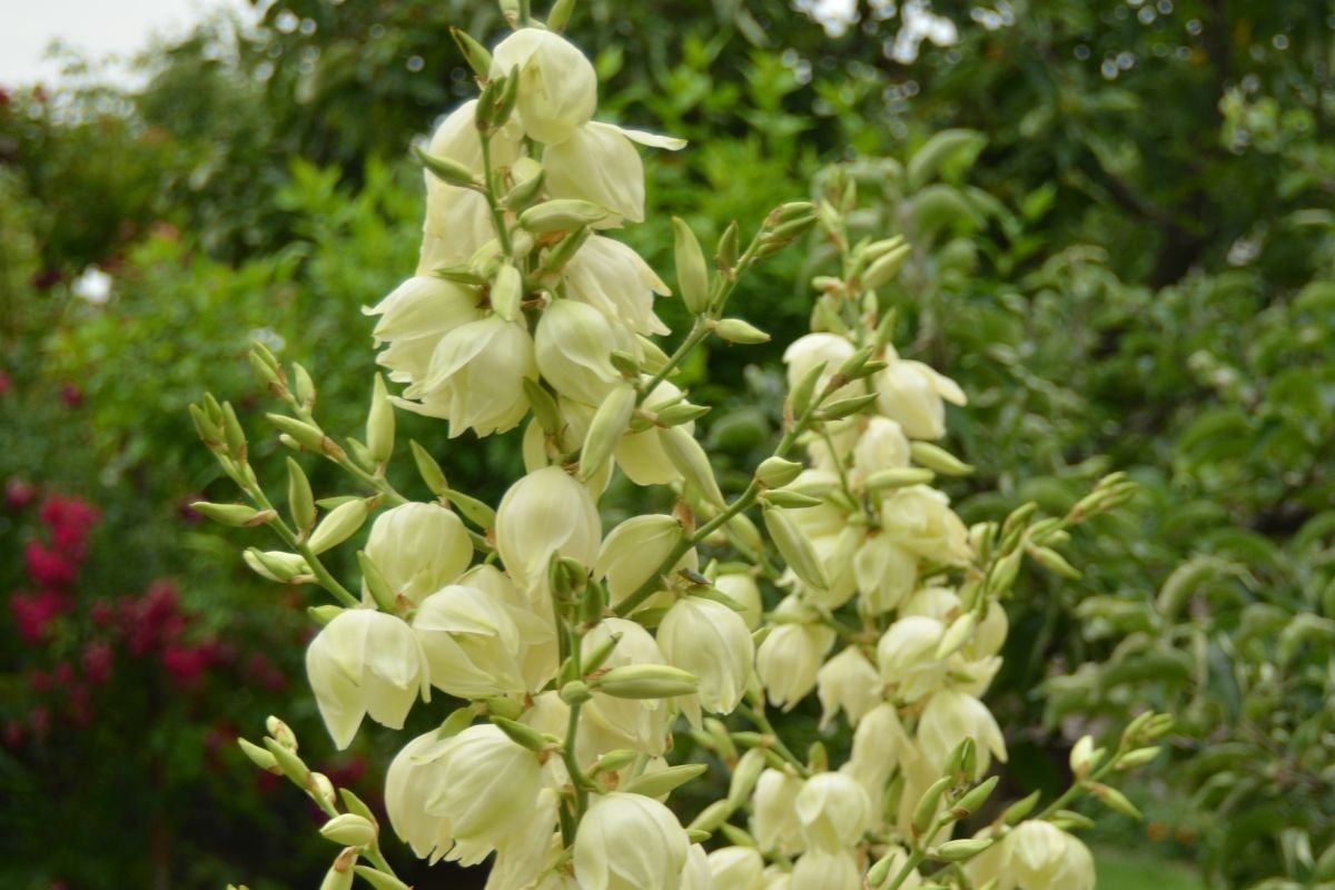 Yucca hoạt động như thế nào trong kiểm soát khí độc ao nuôi?