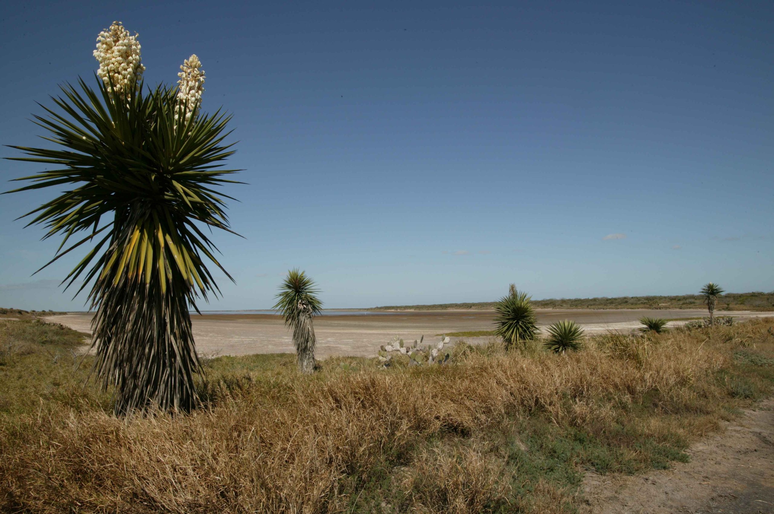 Tôm cá có nên bổ sung Yucca trong khẩu phần ăn không?