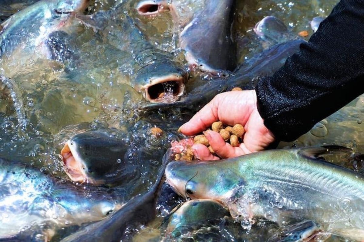 Giải pháp giảm ô nhiễm từ ao nuôi cá tra thâm canh