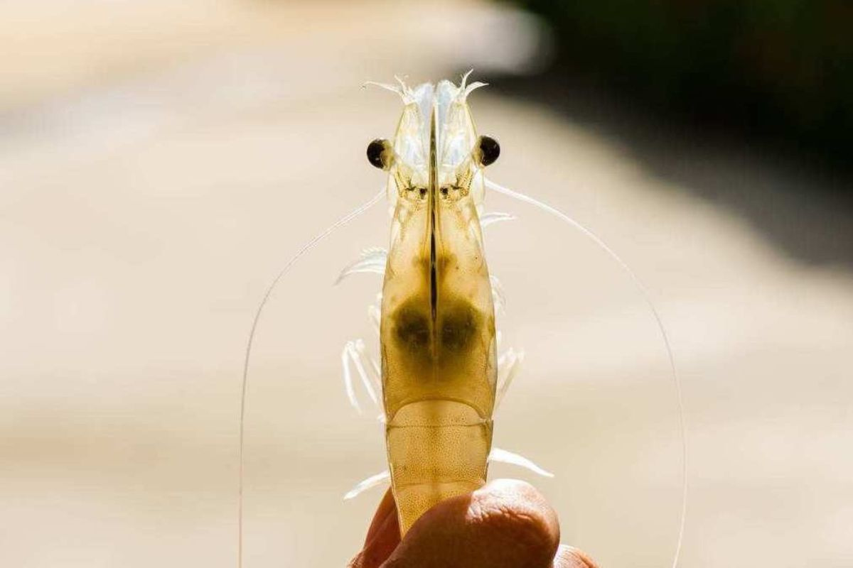Mối liên hệ giữa bệnh gan và bệnh đường ruột ở tôm
