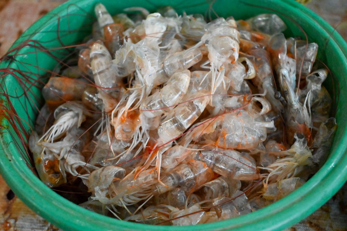 Tái chế sử dụng phụ phẩm trong ngành sản xuất tôm đang được chú trọng