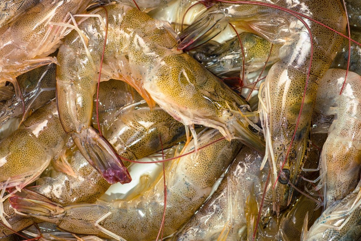 Vai trò của protein sốc nhiệt trong cơ chế thích nghi nhiệt độ của tôm nuôi