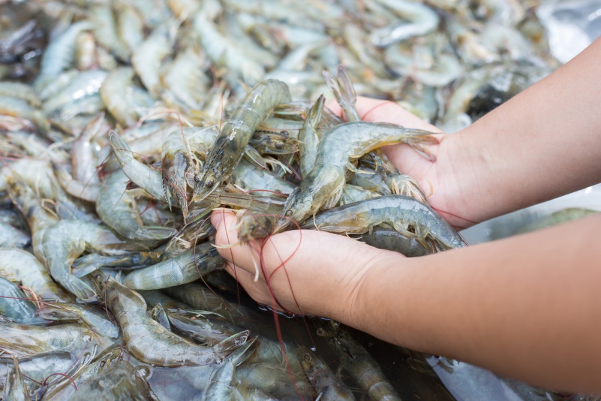 Chính thức mở cổng đăng ký trước Vietshrimp Asia 2026 & Aquaculture Vietnam 2026 kết nối toàn bộ ngành thủy sản